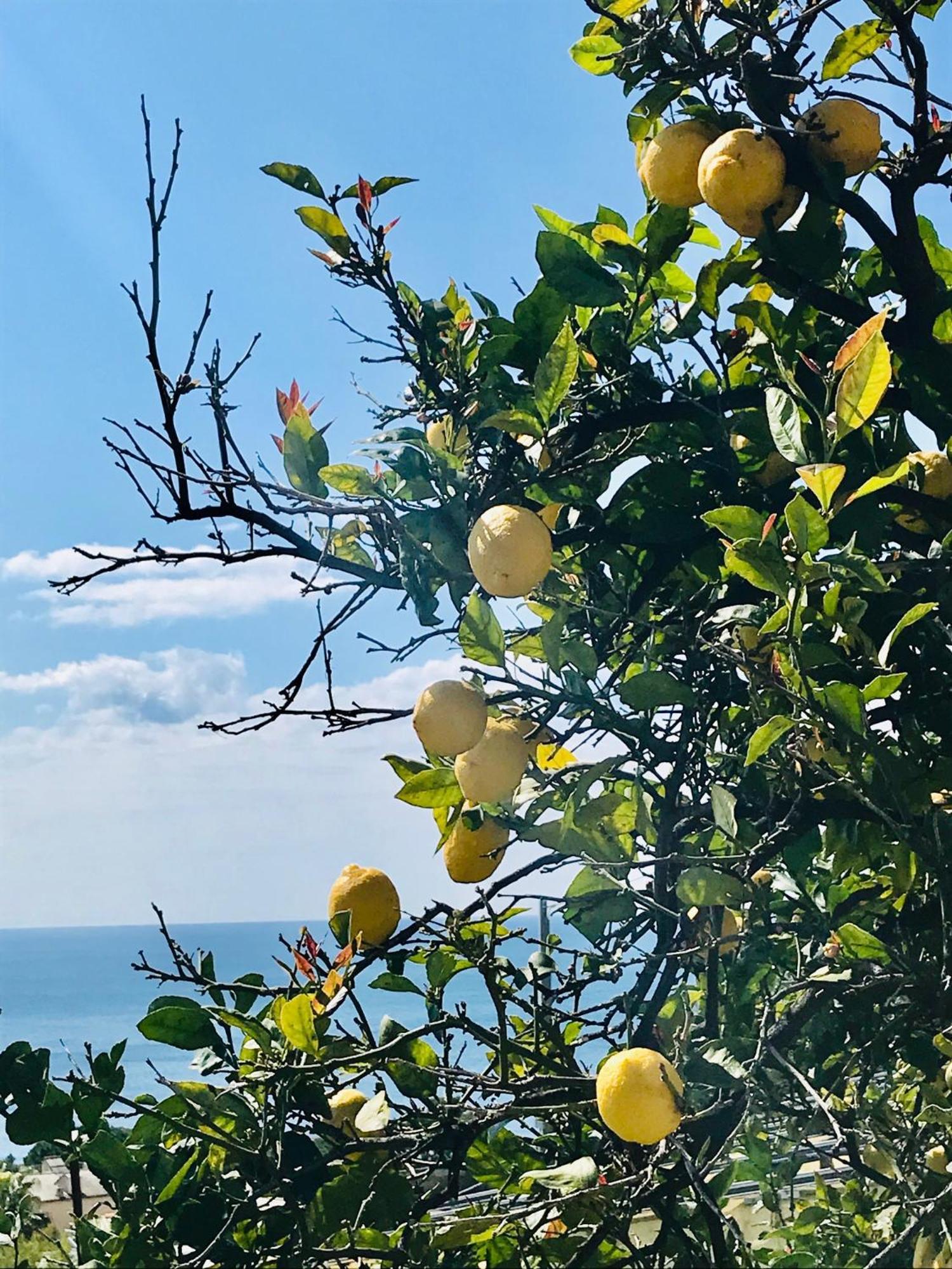 Villa Cav Gli Ulivi Di Bogliasco Extérieur photo